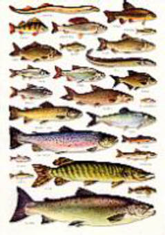 Books,Guides On European Freshwater Fish And Fishes